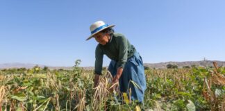 Seguro agrícola: Se buscará asegurar a 5 mil nuevos agricultores al cierre del 2023
