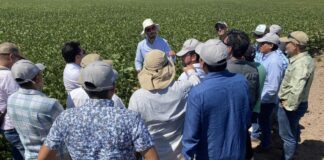 ¿Cuál es el impulso económico de los agronegocios en el Perú?