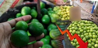 GMML: Precio del limón se estabiliza en mercados