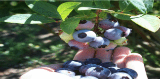 Exportación de arándanos sumó más de us$ 343 millones a agosto