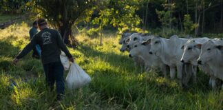 Madre De Dios: Ganadería regenerativa es eficaz en lucha contra la deforestación en la Amazonía peruana