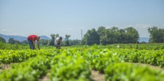 Ley aprobada en el congreso impulsa la competitividad y el empleo en los sectores textil, confecciones, agrario y riego, agroexportador y agroindustria