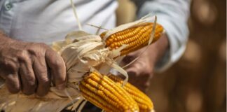 Perú asumirá un mayor costo de importación por alza de impuestos a exportaciones argentinas de maíz y aceite de soya
