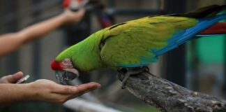Perú líder mundial en especies de aves ¿Cómo podemos ayudar a conservar esta biodiversidad?