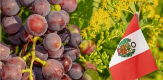 ADEX: Exportaciones peruanas se recuperan al sumar US$ 58,171.5 millones
