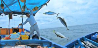 Imarpe: Límite de captura de pesca de bonito será de 42,415 toneladas para el 2024