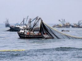 PRODUCE autoriza pesca exploratoria de anchoveta en la zona sur del país