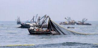 PRODUCE autoriza pesca exploratoria de anchoveta en la zona sur del país