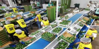Oferta agroexportable peruana llegó a 135 mercados