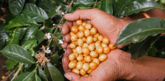Región Cajamarca lidera la revolución del café sostenible y carbono neutro en Perú