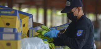 Rusia prohíbe la importación de bananas ecuatorianas