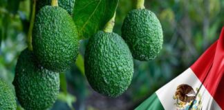Estados Unidos busca acaparar toda la producción del aguacate mexicano