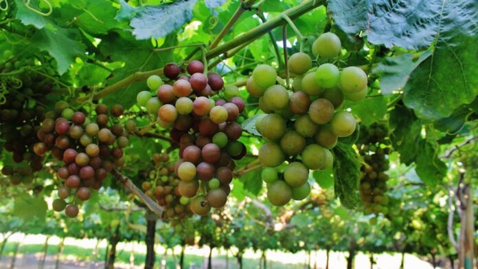 Imagen.jpg - 2024-02-15T140024.215