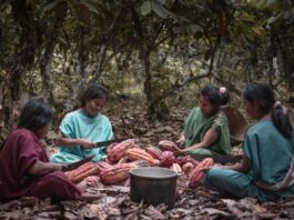 KEMITO ENE: El emprendimiento Asháninka que triunfa en el mercado mundial de cacao y café