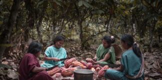 KEMITO ENE: El emprendimiento Asháninka que triunfa en el mercado mundial de cacao y café