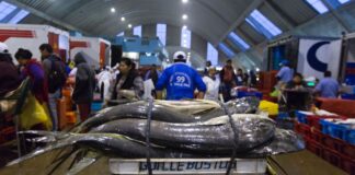 La pesquería de perico genera US$ 90 millones al año para Perú