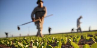 Midagri: Las tasas de créditos agrarios serían de hasta 5%