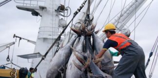 Sector pesquero peruano registró caída del 20% en 2023