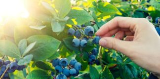 Carvajal empaques abre nuevas fronteras exportando al mercado africano de la mano agrovisión Corp