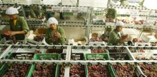 TLC con México dinamizó envíos no tradicionales