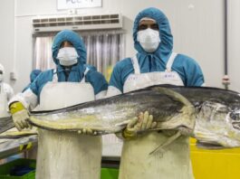 Perú destaca avance en la industria pesquera del perico con prácticas sostenibles en feria de EE.UU