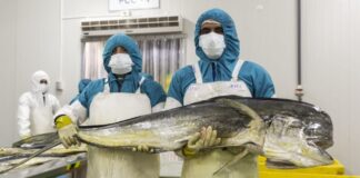 Perú destaca avance en la industria pesquera del perico con prácticas sostenibles en feria de EE.UU