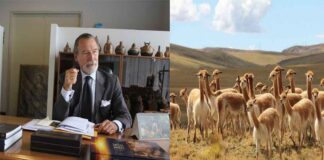 ADEX solicita crear mesa de trabajo de la vicuña