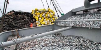 Primera temporada: Ya se pescó más de 2 millones de toneladas de anchoveta