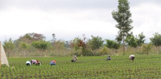 Biocrédito de Caja Piura: Agricultor hace crecer su negocio al aumentar ingresos cuidando la Amazonía Peruana