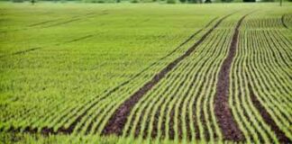 IMPORTACIONES DE INSUMOS AGRÍCOLAS SE RECUPERARÍAN ESTE AÑO A NIVEL DE 2022