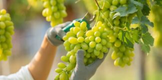 APEC: agroexportaciones crecieron un 5.9% a mayo de 2024