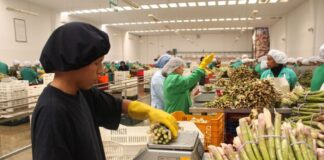 Aumentan en 1.3% los empleos generados por las exportaciones