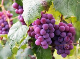CCL: exportaciones de frutas ascendieron a US$ 1 933 millones a mayo