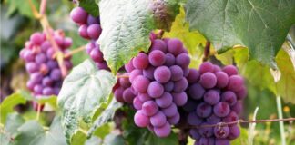 CCL: exportaciones de frutas ascendieron a US$ 1 933 millones a mayo
