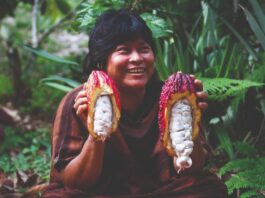 XV Salón del Cacao y Chocolate 2024: Más 100 mil familias productoras de cacao celebran beneficios del «Grano de Oro» por altos precios en el mercado internacional