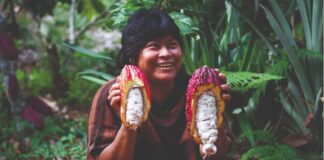 XV Salón del Cacao y Chocolate 2024: Más 100 mil familias productoras de cacao celebran beneficios del «Grano de Oro» por altos precios en el mercado internacional