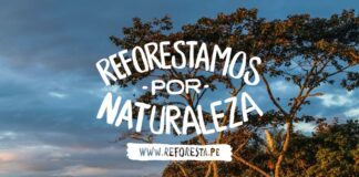 EPSON continúa adopción de árboles nativos y promueve la reforestación en Perú