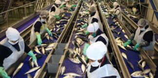 Exportación de pesca no tradicional cayó 43,26% a mayo