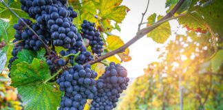 La Botrytis podría llegar a causar hasta un 65% de daño en los cultivos de arándanos, uvas y fresas en Perú