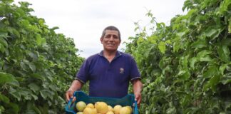Proyecto PERU-Hub conectará a agricultores y productores con inversionistas en feria Expoalimentaria 2024
