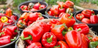 Despachos de Capsicum superaron los US$ 162 millones
