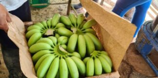 PRODUCE destina S/ 3 millones para implementar proyectos de innovación y transferencia tecnológica en las principales cadenas productivas de la región Huánuco