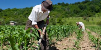 Día Mundial de la Agricultura: “el acceso a seguros agrícolas es limitado”