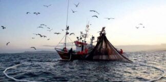 Buenas perspectivas para la segunda temporada de pesca gracias a condiciones ambientales favorables para la anchoveta