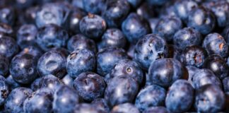 Mejoras en la eficiencia agrícola y nuevas tecnologías potencian la producción de arándanos en Perú