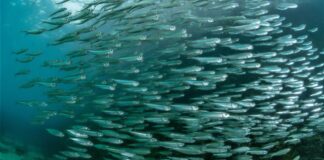 Científico estadounidense destaca sostenibilidad de la pesca peruana de anchoveta