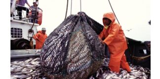 Pesca, agro y minería elevan las exportaciones de Perú a cifras récord en 2024