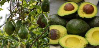 Megapuerto de Chancay: Una transformación para los productores de palta