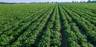APEC 2024: ¿Qué oportunidades comerciales tiene el sector agroindustrial?