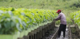 PRODUCE: Sector manufactura creció 1.7% en octubre y acumula seis meses de avance